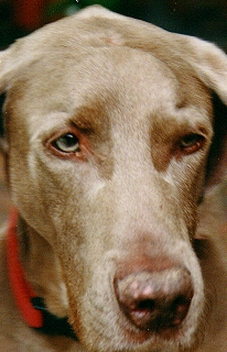 My Family's dog Blue