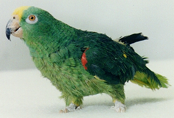 My Dad's parrot Sebastian