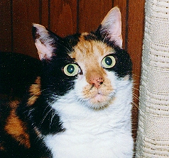 My Family's cat Tigger